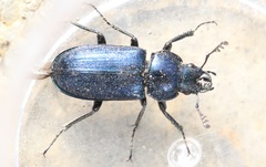 Platycerus caprea