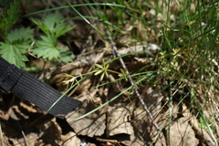 Galium uliginosum
