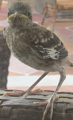 Mimus polyglottos