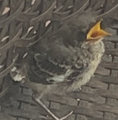 Mimus polyglottos