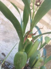 Prosthechea pterocarpa