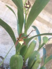 Prosthechea pterocarpa