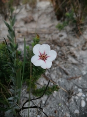Adenandra uniflora
