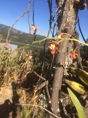 Prosthechea bicamerata