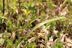 Gagea granulosa