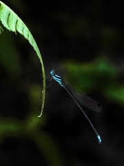 Esme mudiensis