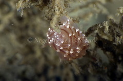 Facelina bostoniensis