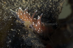 Facelina bostoniensis