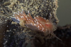 Facelina bostoniensis