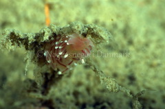 Facelina bostoniensis