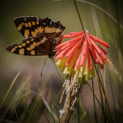 Aeropetes tulbaghia