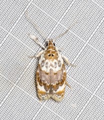 Piloprepes gelidella