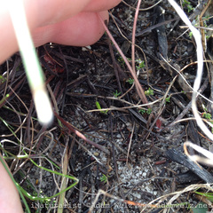 Oxalis eckloniana-nidulans