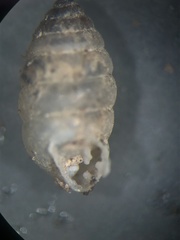 Gastrocopta armifera