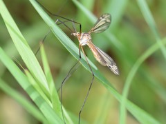 Tipula vernalis