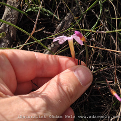 Oxalis eckloniana-nidulans