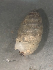 Gastrocopta armifera