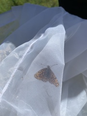 Boloria dia