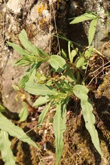 Koenigia alpina