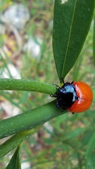 Chrysolina lutea