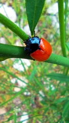 Chrysolina lutea