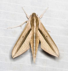 Theretra silhetensis intersecta