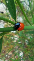 Chrysolina lutea