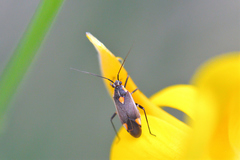 Capsodes flavomarginatus