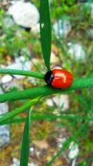 Chrysolina lutea