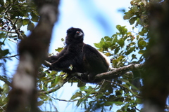 Propithecus edwardsi