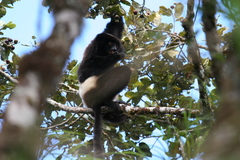 Propithecus edwardsi