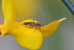 Capsodes flavomarginatus