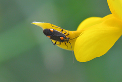 Capsodes flavomarginatus
