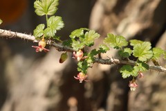 Ribes aciculare