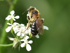 Andrena dorsata