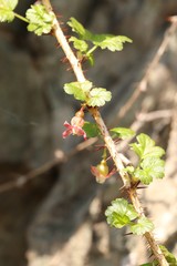 Ribes aciculare