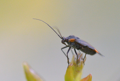 Capsodes flavomarginatus