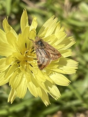 Schinia mitis