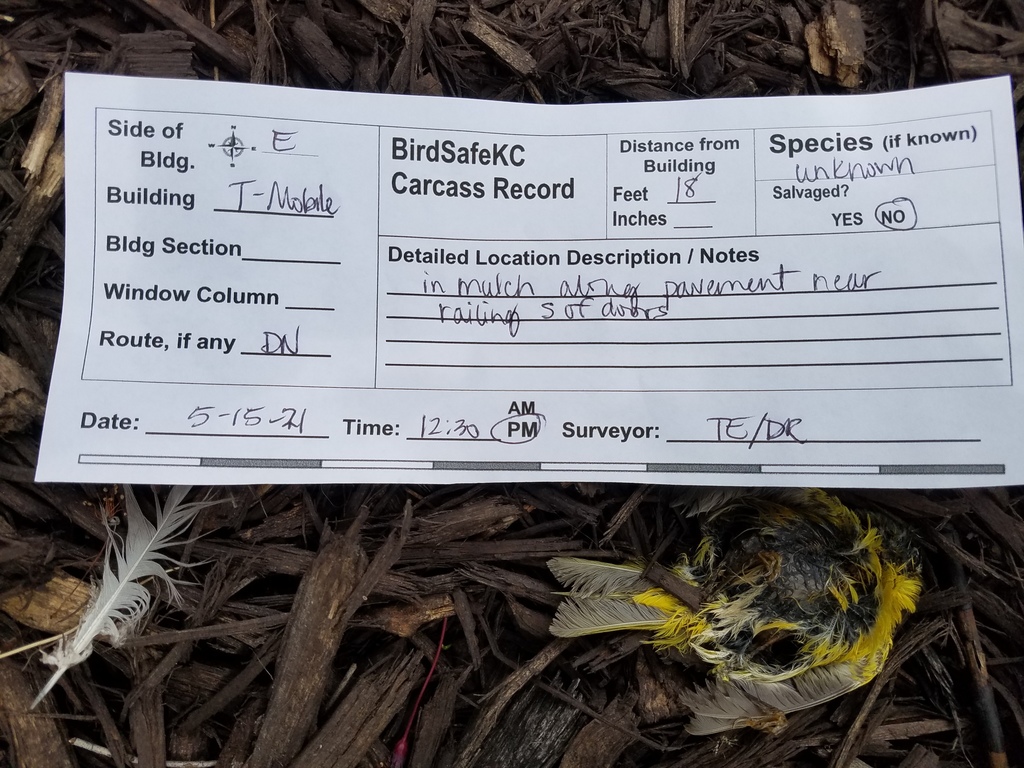 New World Warblers from Power and Light District, Kansas City, MO, USA ...