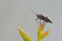 Capsodes flavomarginatus