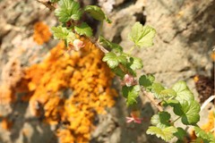 Ribes aciculare