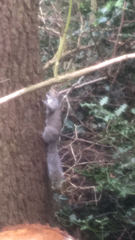 Sciurus carolinensis