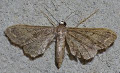 Protoproutia laredoata