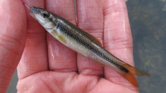 Nocomis platyrhynchus
