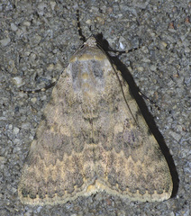 Catocala frederici