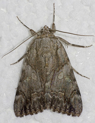 Catocala verrilliana