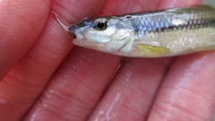 Nocomis platyrhynchus