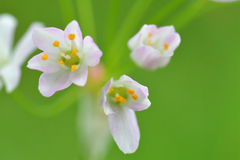 Allium roseum roseum