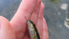 Nocomis platyrhynchus