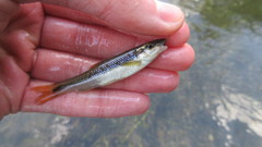 Nocomis platyrhynchus